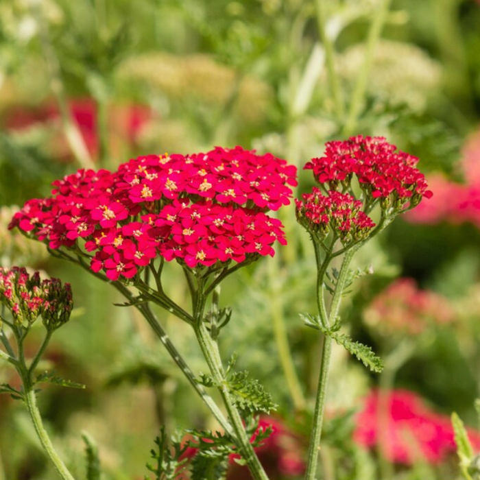 Red Yarrow Seeds - Heirloom Seeds, Pollinator Garden, Beneficial Bug ...