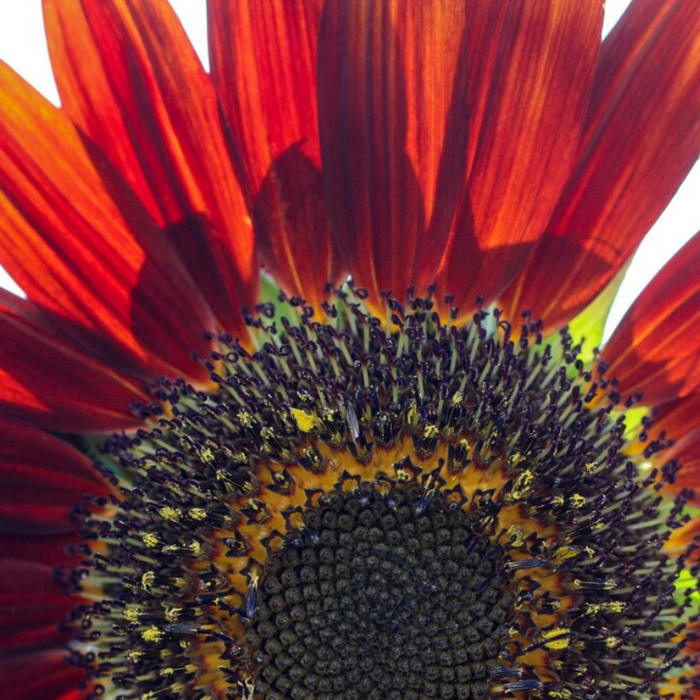 Velvet Queen Sunflower Seeds - Heirloom Seeds, Flower Seeds, Cut Flowers, Open Pollinated, Non-GMO