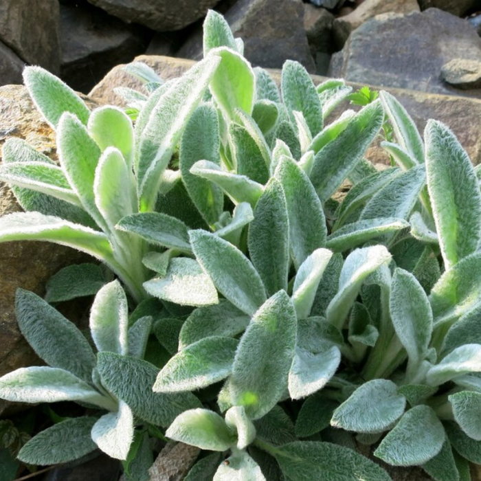 Lamb's Ear Flower Seeds - Heirloom Seeds, Silver Carpet, Pollinator Friendly, Butterfly Garden, Rock Garden, Open Pollinated, Non-GMO