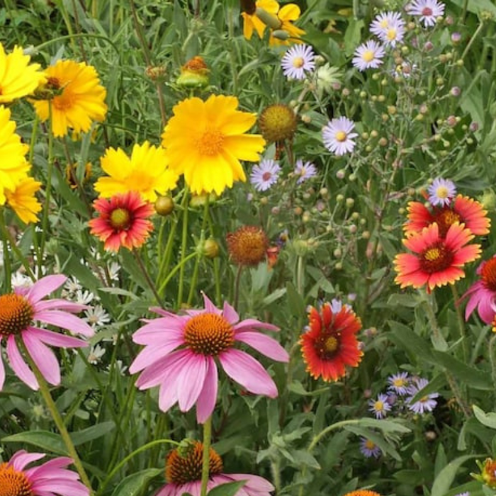 Honey Bee Mix Heirloom Seeds, Flower Seeds, Wildflower — Seed Nerds