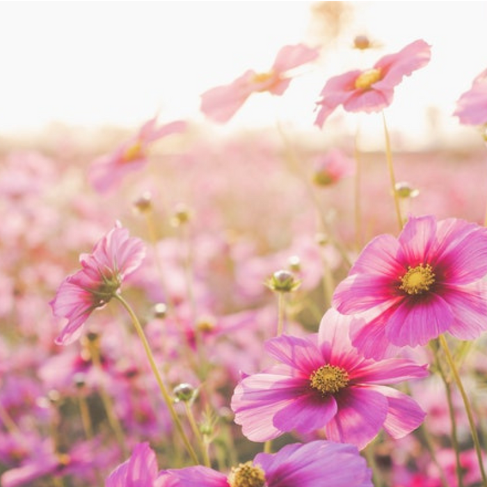 Cosmos, Daydream Heirloom Flower Seeds - Cut Flowers, Pollinator Frien ...