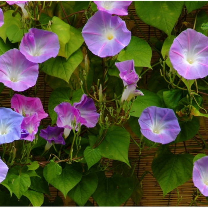 Morning Glory Mix Flower Seeds - Heirloom, Vining, Bee Friendly, Butterfly Garden, Hummingbird Garden, Open Pollinated