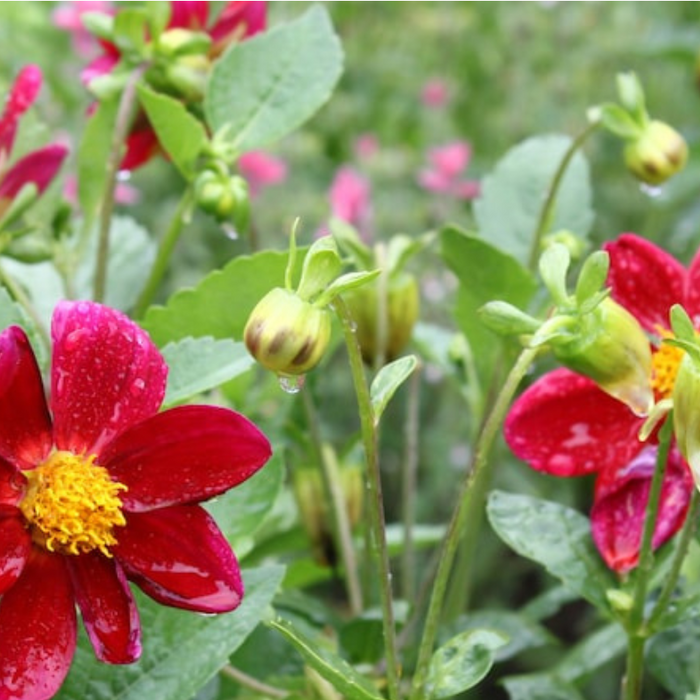 Dahlia Dwarf Single Mix Flower Seeds - Heirloom Seeds, Flower Garden, Open Pollinated, Non-GMO