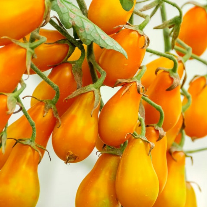 Yellow Pear Cherry Tomato Heirloom Seeds