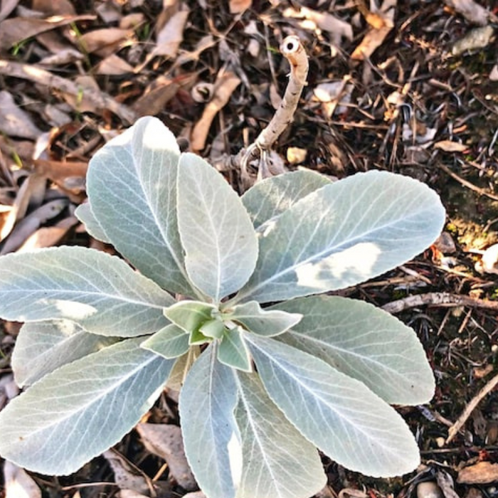 White Sage Seeds - Ceremonial Sage, Heirloom Seeds, Sacred Sage, Smudge Sage, Culinary Herb, Non-GMO