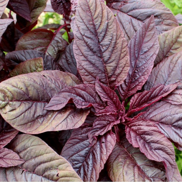 Midnight Red Amaranth Seeds - Heirloom Seeds, Grain, Edible Flower, Natural Fabric Dye, Open Pollinated, Non-GMO