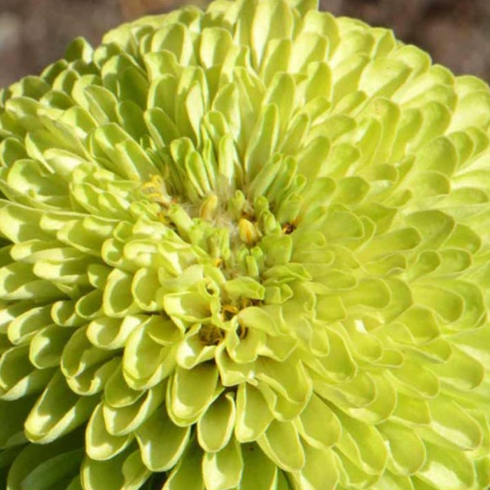 Zinnia, Envy Lime Green Heirloom Seeds, Chartreuse Flower Seeds