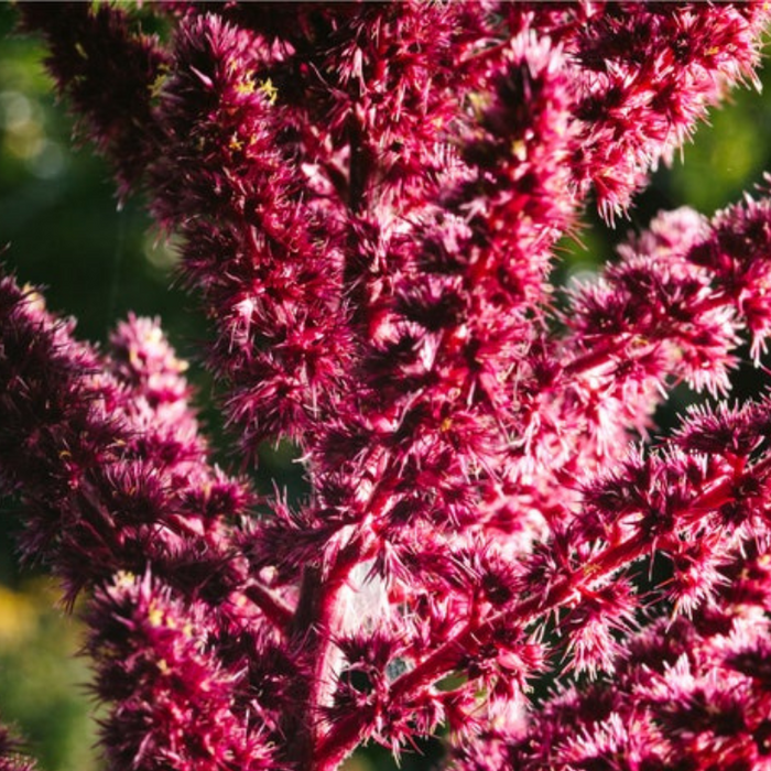 Midnight Red Amaranth Seeds - Heirloom Seeds, Grain, Edible Flower, Natural Fabric Dye, Open Pollinated, Non-GMO