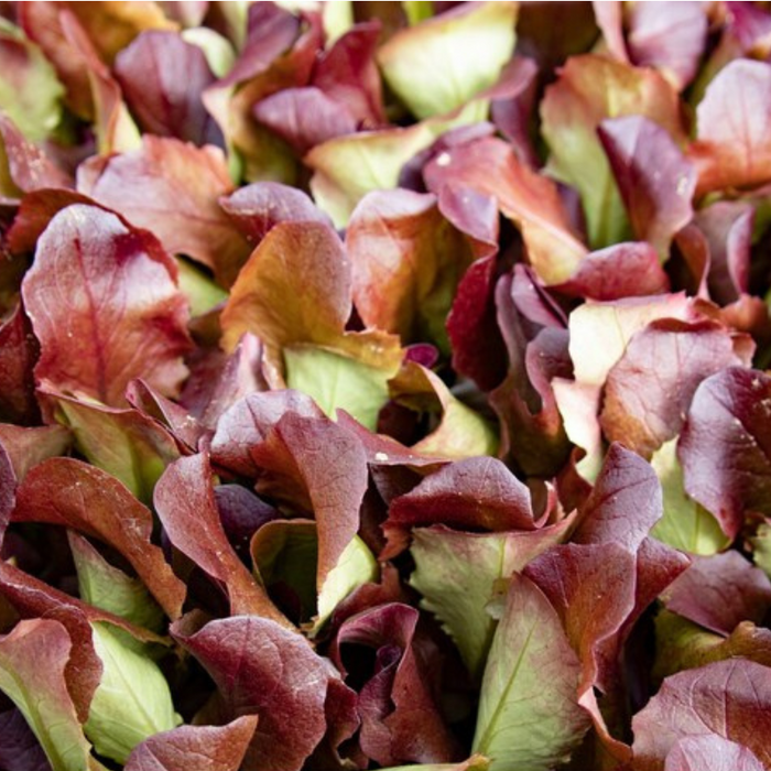 Red Oak Leaf Lettuce Heirloom Seeds - Heat Tolerant, Slow Bolting, Shade Garden, Open Pollinated, Non-GMO