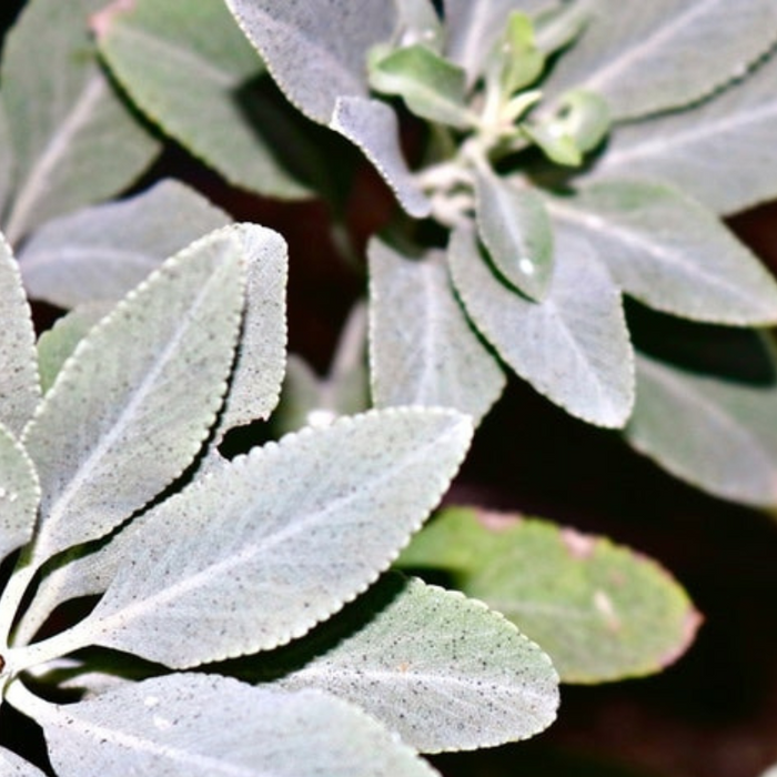 White Sage Seeds -Ceremonial and Pollinator-Friendly