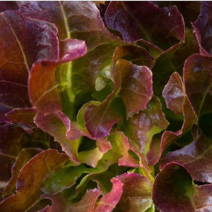 Red Oak Leaf Lettuce Heirloom Seeds - Heat Tolerant, Slow Bolting, Shade Garden, Open Pollinated, Non-GMO