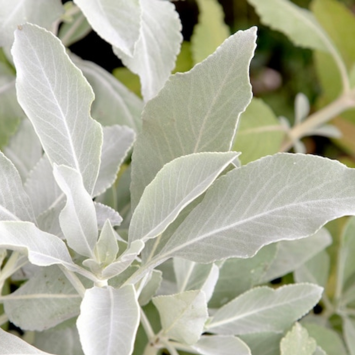 White Sage Seeds - Ceremonial Sage, Heirloom Seeds, Sacred Sage, Smudge Sage, Culinary Herb, Non-GMO