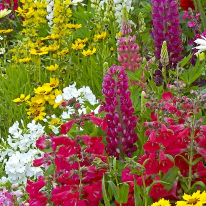 Cottage Garden Mix Wildflower- Seed Packets, Heirloom Seeds, Flower Seeds, Non GMO, Open Pollinated, Antique Flowers