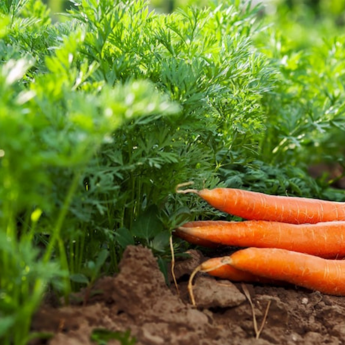 Carrot Heirloom Seeds Orange Carrot Seeds, Juicing Carrot, Rainbow Carrot, Easy to Grow, Open Pollinated,Non-GMO