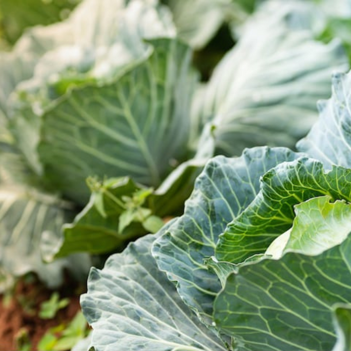 Cabbage Seeds - Heirloom Seeds, Microgreens, Sprouting Seeds, Sauerkraut, Coleslaw, Open Pollinated, Non-GMO