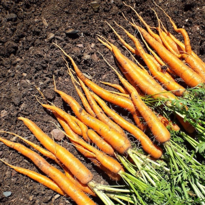 Carrot Heirloom Seeds Orange Carrot Seeds, Juicing Carrot, Rainbow Carrot, Easy to Grow, Open Pollinated,Non-GMO