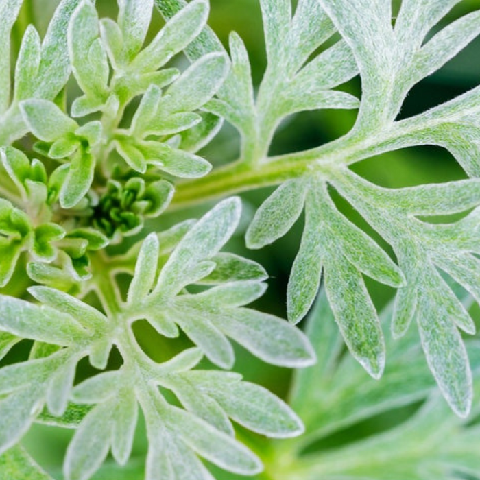 Wormwood Organic Seeds - Artemisia Absinthium, Heirloom, Non-GMO