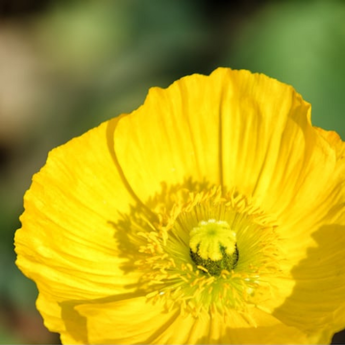 Poppy Heirloom Seeds - Flower Seeds, Cool Weather Seeds, Flowers, Flower Mix, Pastel Flowers