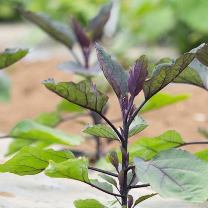 Black Beauty Eggplant Heirloom Seeds