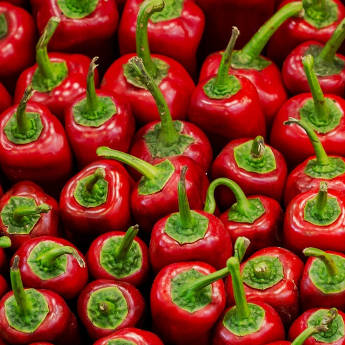 Corno Di Toro Rosso Pepper Heirloom Seeds - Roasted Pepper, Salsa Garden, Open Pollinated, Non-GMO