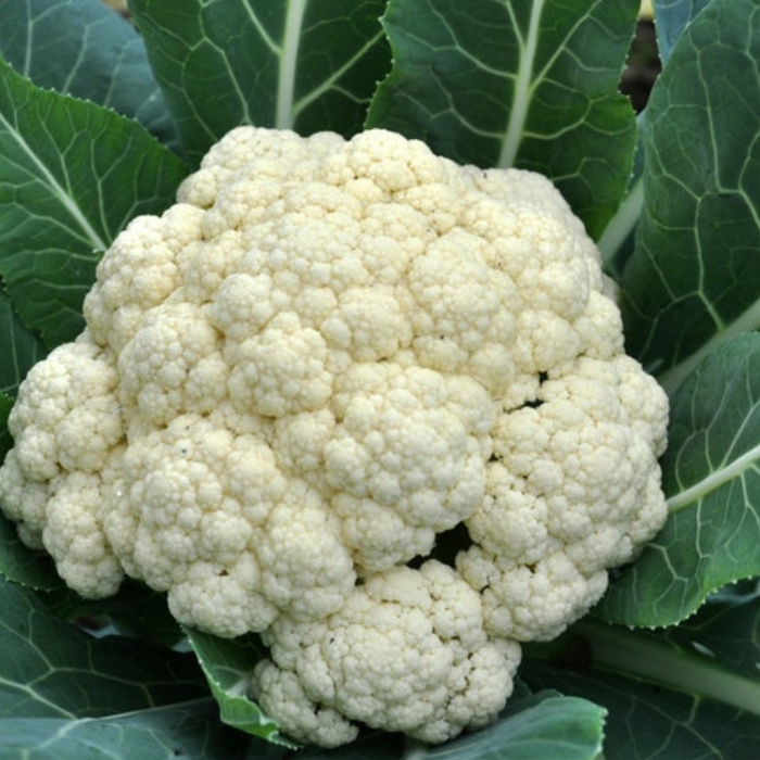 Snowball Y Cauliflower Seeds - Heirloom, Short Season, White Cauliflower, Self Blanching, Open Pollinated, Non-GMO