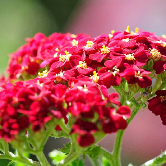 Red Yarrow Seeds - Heirloom Seeds, Pollinator Garden, Beneficial Bug, Hummingbird Garden, Open Pollinated, Non-GMO