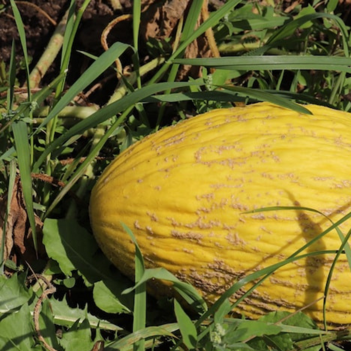 Golden Casaba Melon Seeds - Heirloom Seeds, White Flesh, Yellow Fruit Seeds, Open Pollinated, Non-GMO