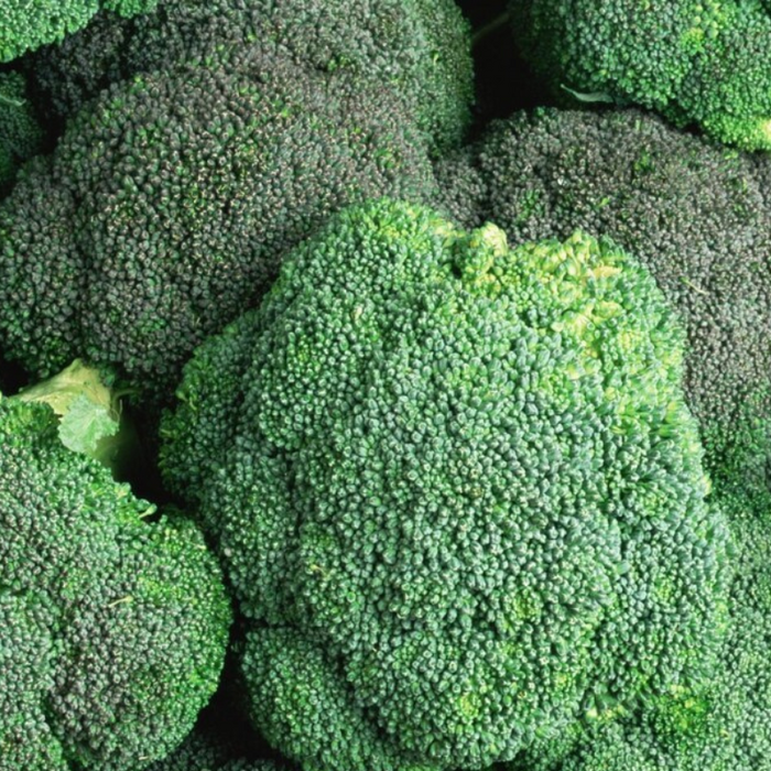 Waltham 29 Broccoli Heirloom Seeds