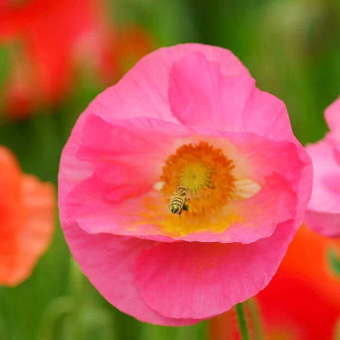 Mixed Corn Poppy, Heirloom Seeds - Flower Seeds, Flowers, Flower Mix, Remembrance, Common Poppy