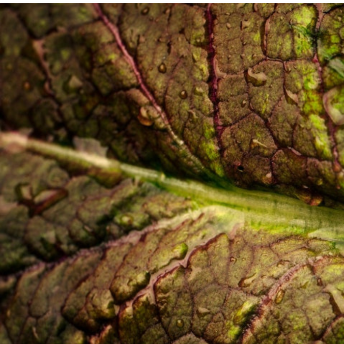 Red Giant Mustard Greens Heirloom Seeds