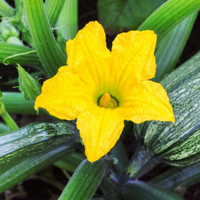 Cocozelle Summer Squash Zucchini Heirloom Seeds