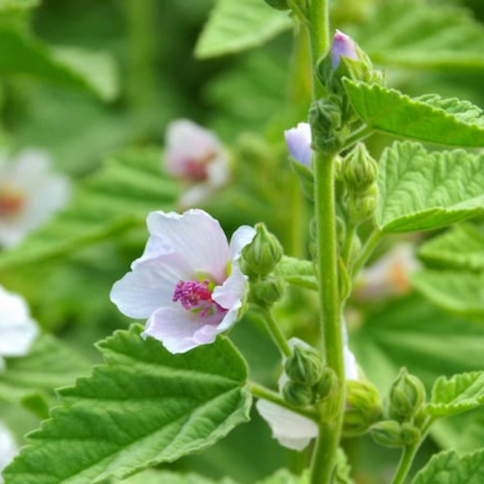 Marshmallow Herb Heirloom Seeds - Perennial, Herbal Tea, Dried Herbs, Folk Remedy, Non-GMO