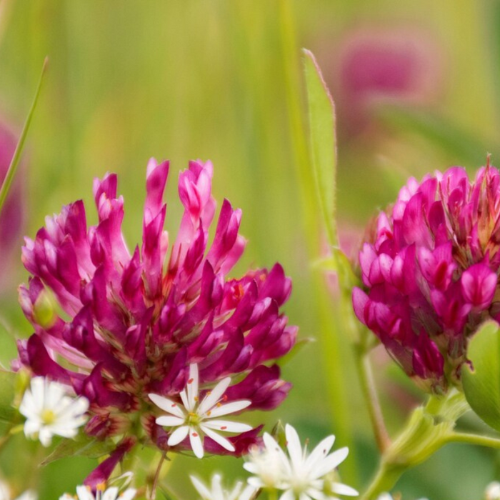 Red Clover Heirloom Seeds - Over 5000 Seeds, Sprouting Seeds, Microgreens, Juicing, Cover Crop, Open Pollinated, Non-GMO