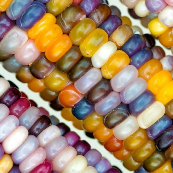 Glass Gem Corn Seeds - Heirloom Seeds, Ornamental Corn, Heirloom Popcorn, Flour Corn, Flint Corn, Hominy, Polenta, Cornbread, Non-GMO