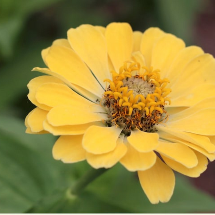 Zinnia, Isabellina Heirloom Flower Seeds - Buttery Yellow, Cut flowers, Non-GMO, Open Pollinated