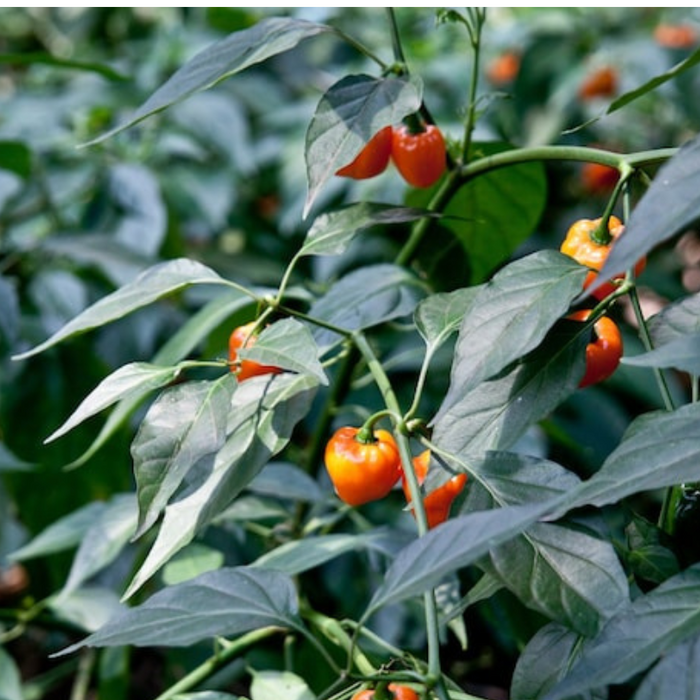 Habanero Orange Pepper Heirloom Seeds