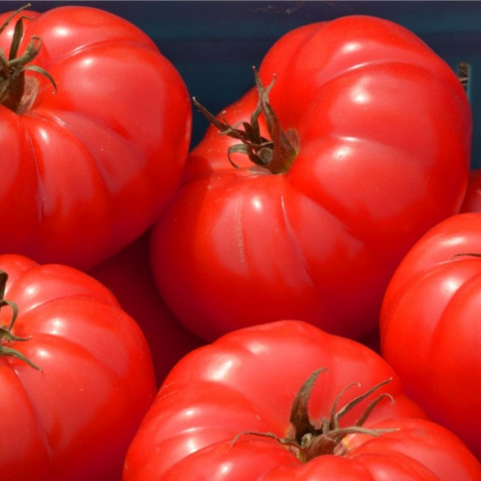 Coustralee Tomato Seeds - Heirloom Beefsteak Tomato, French Heirloom Tomato, Indeterminate, Vining Tomato, Hydroponic Tomato, OP, Non-GMO
