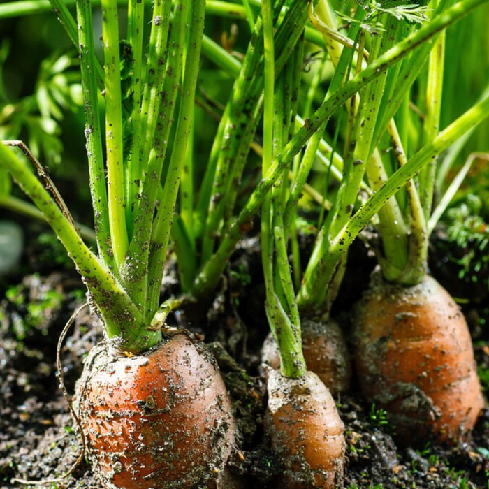 Bambino Carrot Heirloom Seeds - Open Pollinated, Orange Carrot Seeds, Container Garden, Community Garden, Open Pollinated, Non-GMO