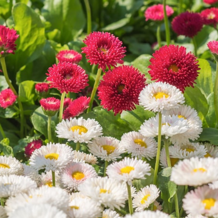 Daisy Mix Flower Seeds - Heirloom, Cut Flowers, Early Blooms, Container Garden, Craft Flowers, Cottage Garden, Non GMO