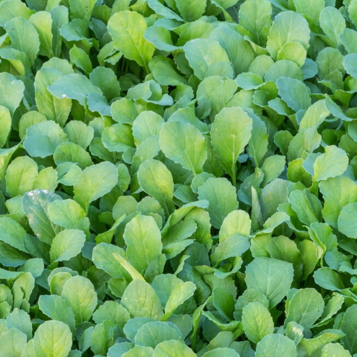 Seven Top Turnip Seeds - Heirloom Seeds, Cool Season, Fresh Salad Greens, Open Pollinated, Non-GMO