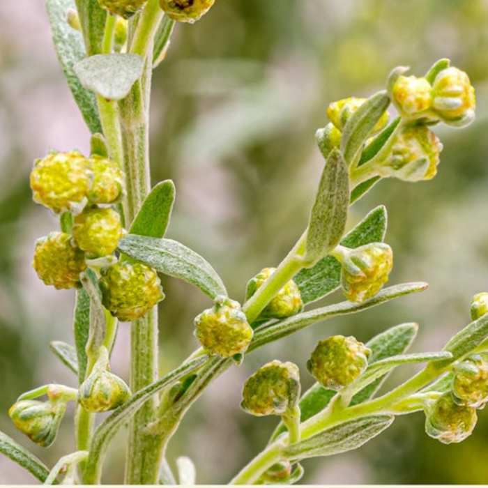 Wormwood Organic Seeds - Artemisia Absinthium, Heirloom, Non-GMO