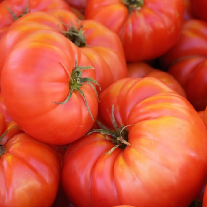 Brandywine Red Tomato Heirloom Seeds - Jumbo, Indeterminate, Red Flesh, Open Pollinated, Non-GMO