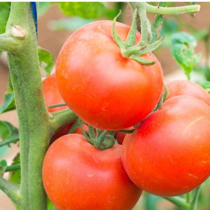 Brandywine Red Tomato Heirloom Seeds - Jumbo, Indeterminate, Red Flesh, Open Pollinated, Non-GMO