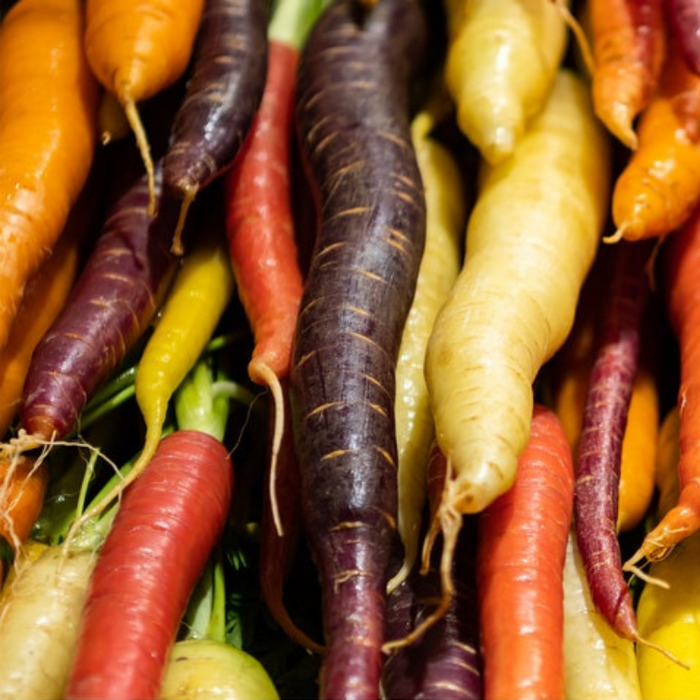 Rainbow Carrot Heirloom Seeds - Atomic Red, Bambino Orange, Cosmic Purple, Lunar White, Solar Yellow, Rainbow Blend, Non-GMO