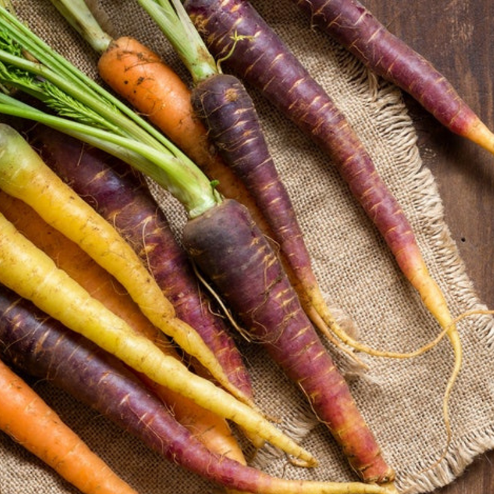 Rainbow Carrot Heirloom Seeds - Atomic Red, Bambino Orange, Cosmic Purple, Lunar White, Solar Yellow, Rainbow Blend, Non-GMO