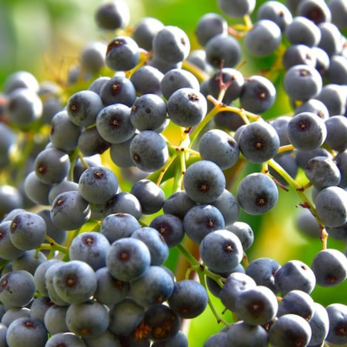 Elderberry Seeds - Heirloom Seeds, Sambucus Mexicana, Tapiro Seeds, Open Pollinated, Non-GMO
