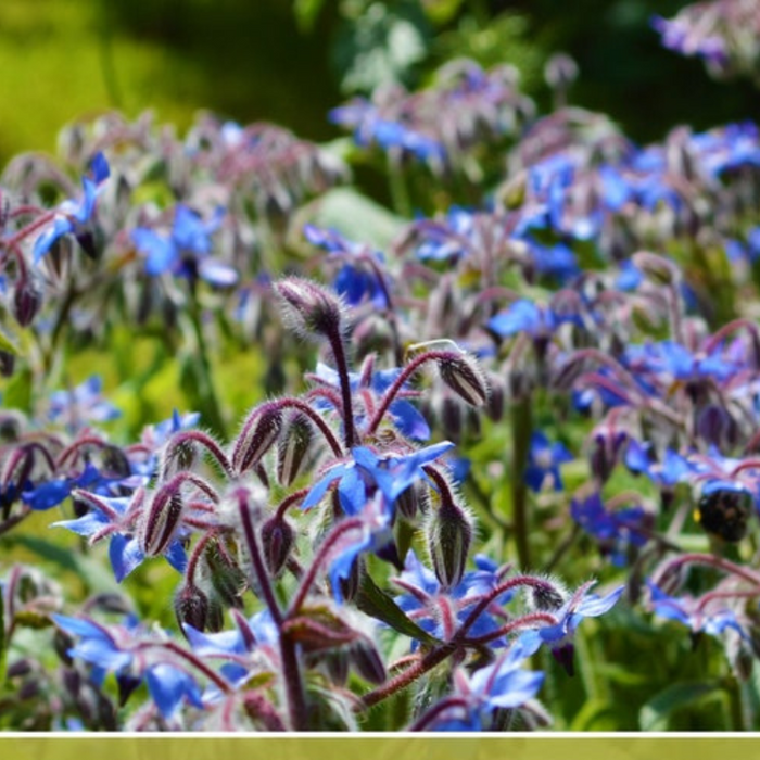 Borage Heirloom Seeds - Adored by the bees! - Non-GMO, Open Pollinated, Untreated