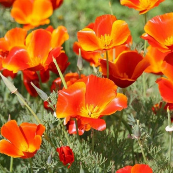 Mikado Poppy Heirloom Seeds - Flower Seeds, Cool Weather Seeds