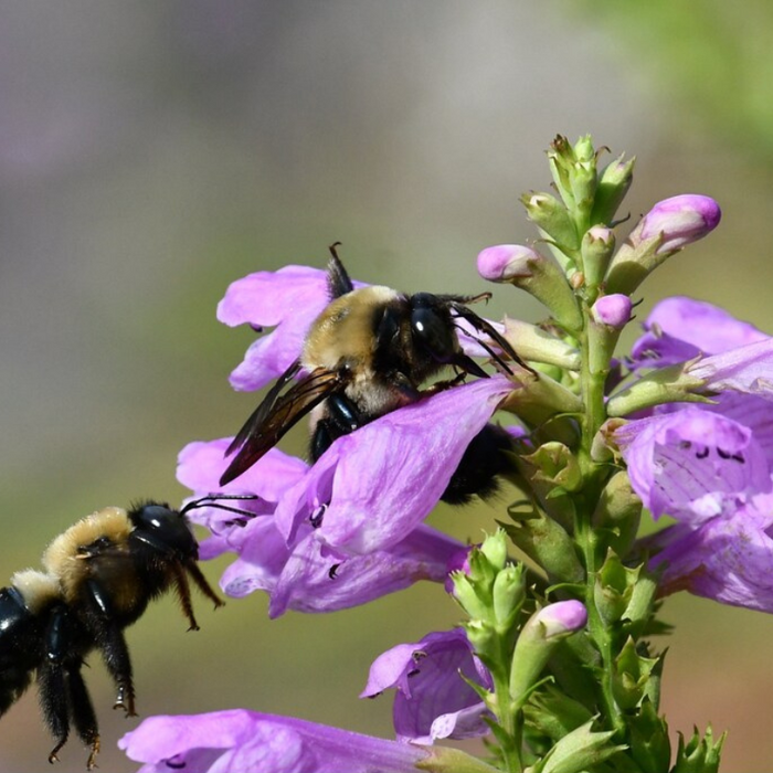 Obedient Plant Seeds - Heirloom Seeds, Narrowleaf, Pollinator Garden, Native Seeds, Flower Seeds, Non-GMO