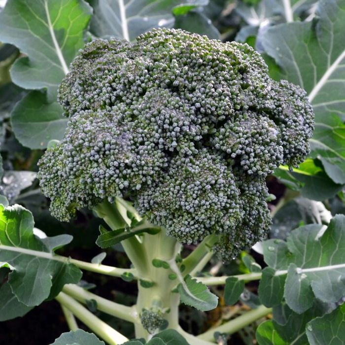 Waltham 29 Broccoli Heirloom Seeds